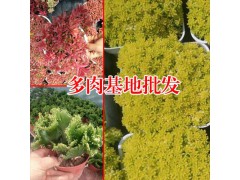 哪幾種多肉好養(yǎng)_推薦好照顧的多肉植物?圖2