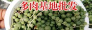 批發(fā)多肉植物基地對(duì)多肉養(yǎng)殖的建議