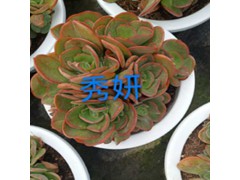 昆明多肉植物批發(fā)地_昆明多肉植物批發(fā)市場圖2