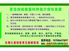 大青花椒上市時間-云南大青花椒供應(yīng)-昭通青花椒圖2