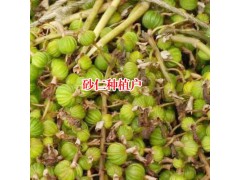 砂仁種植技術(shù)_砂仁種植得了鉆心蟲怎么辦?圖1