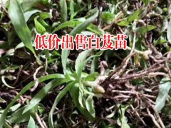 今日白芨苗批發(fā)均價_白芨大苗批發(fā)多少錢?圖2