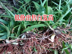 云南大理三叉白芨種苗多少錢?圖2