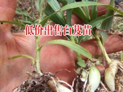 江西上饒市20~30cm白芨種苗多少錢?圖3