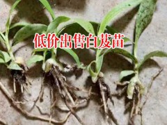 山東臨沂市郯城縣白芨種苗多少錢?圖1