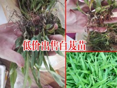 山東臨沂市郯城縣白芨種苗多少錢?圖2