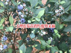 大理巍山哪里有藍(lán)莓苗賣?云南蒙自石榴種植基地圖2