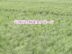 一畝百合需要多少種球?_云南宣威市百合種植專業(yè)合作社圖2