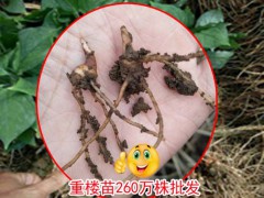 重樓多少一斤?_重樓苗多少一苗?-重樓育苗技術圖3