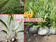 云南文山白芨種苗多少錢?一畝地需要多少錢圖2