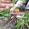 云南楚雄三叉白芨種苗多少錢(qián)?