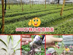 云南紅河10公分以下白芨種苗多少錢(qián)?圖3