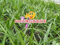 云南大理20-30cm三叉白芨多少錢?圖2