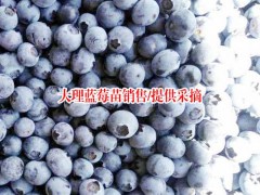 云南藍(lán)莓食用方法_云南藍(lán)莓食用方法圖2