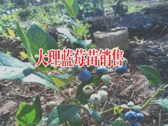 云南藍(lán)莓食用方法_云南藍(lán)莓食用方法圖3