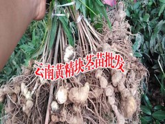 黃精的產(chǎn)地有哪些?黃精種植技術(shù)圖2