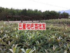 蒙自市紅地果苗培育基地專業(yè)供應(yīng)五星枇杷苗圖3