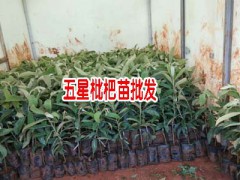 蒙自枇杷枇杷怎樣栽培?_蒙自市果苗培育基地圖3