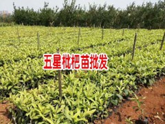 蒙自枇杷苗什么時候種植:-圖2