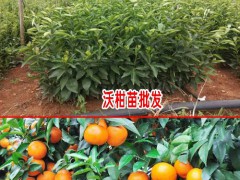 沃柑種植前景分析圖2