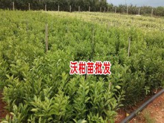 沃柑種植前景分析圖3