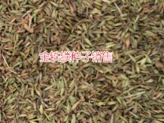 金鐵鎖*金鐵鎖種植技術(shù)*金鐵鎖價(jià)格%圖3