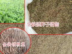 金鐵鎖種植技術(shù)_云南金鐵鎖種植技術(shù)_金鐵鎖怎么種植技術(shù)?圖2