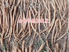 金鐵鎖種植技術(shù)_金鐵鎖種植高產(chǎn)技術(shù)_金鐵鎖的種植技術(shù)圖1