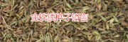 中藥材金鐵鎖圖片_藥材金鐵鎖_中藥材金鐵鎖銷路