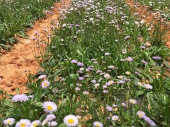 燈盞花*燈盞花（燈盞細辛\東菊）種子圖片/燈盞花基地信息圖2