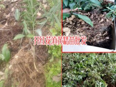 開紅花的滇黃精苗價格-13466191986圖3