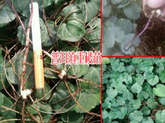 滇重樓苗多少一株?_華重樓苗多少一株?圖3