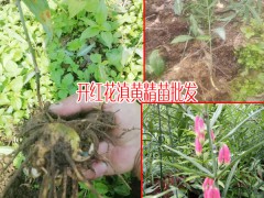 紅花黃精如何采收加工_黃精苗批發(fā)廠家13466191986圖2