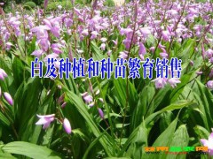 按照外觀形態(tài)分為：蝴蝶白芨、羊角白芨、龜白芨、圓白芨、三叉白芨圖2