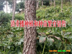 云南滇重樓種植產品回收_一條龍服務公司_技術科研、推廣、示范活動生物公司圖3