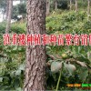 巨莖白芨藥廠給收？云南大理巨莖白芨出售信息