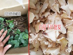 白芨種植戶_白芨的種植利潤有多少?圖1