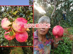 軟籽石榴每株結果多少斤?_13769217896圖2