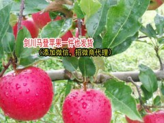 云南丑蘋果的產(chǎn)地在哪?-云南丑蘋果特點(diǎn)-劍川縣續(xù)鵬種植園圖3