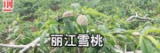 云南麗江雪桃苗價格 15元/棵-[地理標志證明商標]