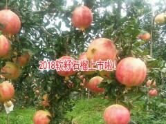 軟籽石榴與西紅柿可以同食嗎?-軟籽石榴種植公司圖2