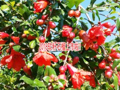 軟籽石榴與西紅柿可以同食嗎?-軟籽石榴種植公司圖3