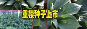 重樓的種植時間-13987235380