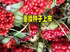 云南滇重樓畝產(chǎn)多少公斤?_滇重樓種植成本及利潤分析圖2