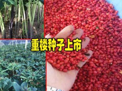 云南滇重樓畝產(chǎn)多少公斤?_滇重樓種植成本及利潤分析圖3