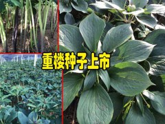 重樓種植條件有哪些_適合云南種植的重樓種子批發(fā)圖2