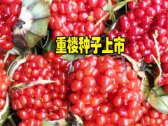 重樓種植條件有哪些_適合云南種植的重樓種子批發(fā)圖3