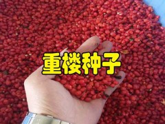 5-6年重樓畝產(chǎn)量在多少?_13987235380圖2