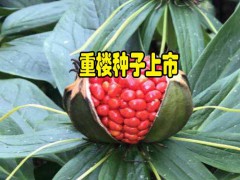 重樓根莖種植方法_云南重樓根莖注意事項(xiàng)圖2