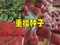 重樓根莖種植方法_云南重樓根莖注意事項(xiàng)圖3